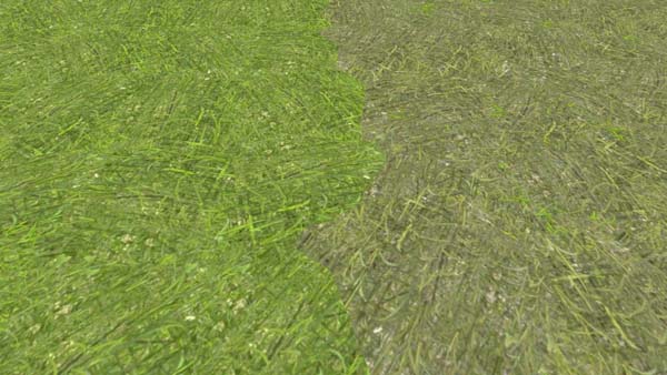 Grass Windrow Texture