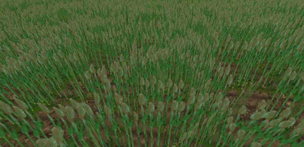 Barley texture