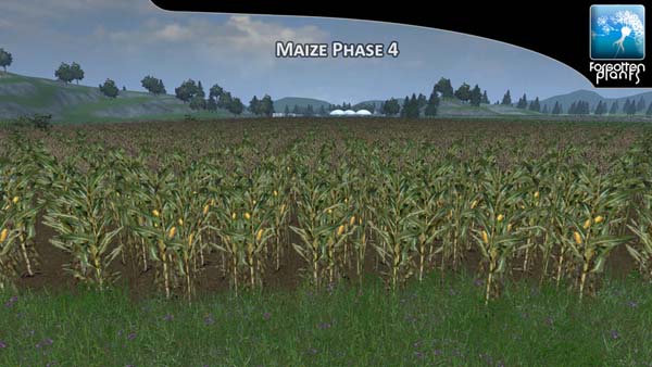 Forgotten Maize Plants 